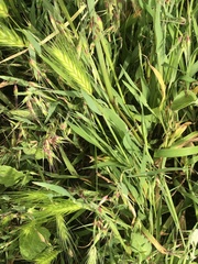 Hordeum