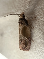 Eumarozia malachitana