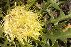 Banksia armata