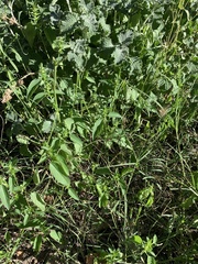 Acalypha neomexicana