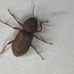 Hexacylloepus ferrugineus