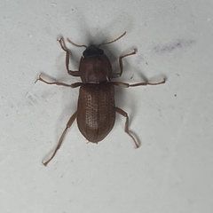 Hexacylloepus ferrugineus