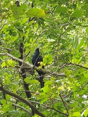 Eudynamys scolopaceus