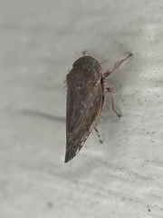 Acinopterus