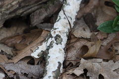 Steccherinum ochraceum