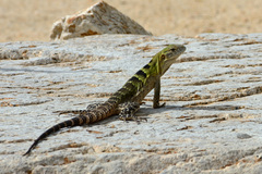 Ctenosaura hemilopha