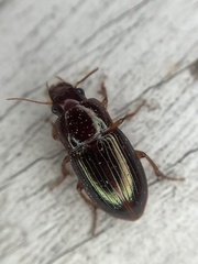 Harpalus gravis