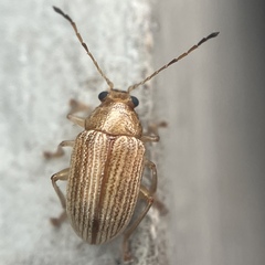 Colaspis