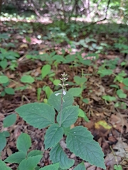 American Feverfew (Phryma leptostachya)