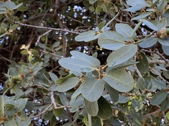 Quercus arizonica