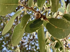 Quercus arizonica