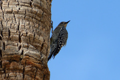 Melanerpes uropygialis