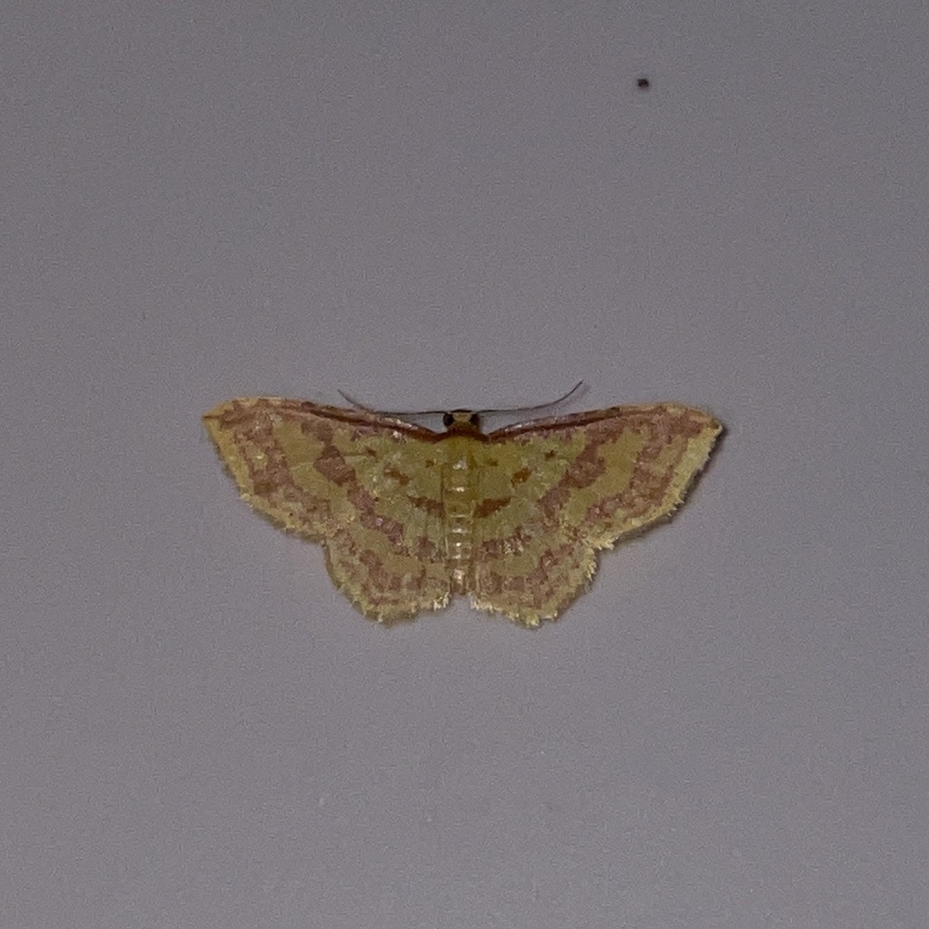 Eois binaria