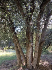 Quercus arizonica
