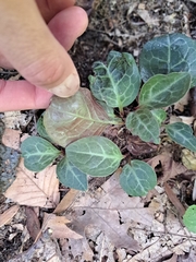 Pyrola americana