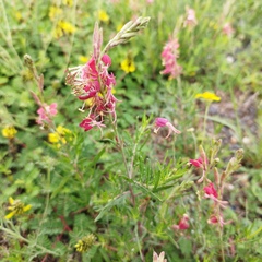 Oenothera suffrutescens