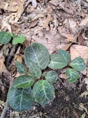 Pyrola americana