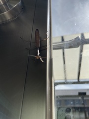 Statilia maculata maculata