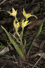 Caladenia flava