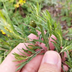 Oenothera suffrutescens