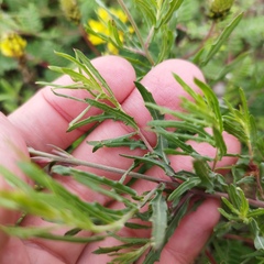 Oenothera suffrutescens