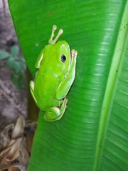 Agalychnis dacnicolor