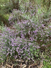 Prostanthera