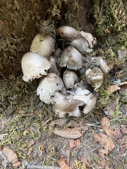 Coprinopsis atramentaria