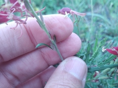 Oenothera suffrutescens