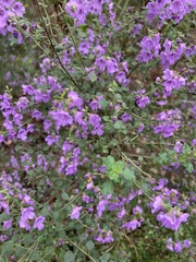 Prostanthera