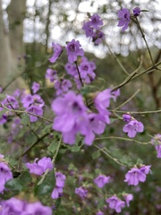 Prostanthera