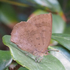 Arhopala japonica