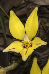 Caladenia flava