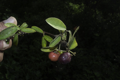 Malpighia mexicana