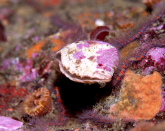 Brachiopoda