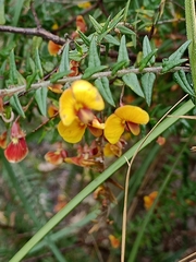Bossiaea cinerea