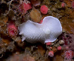 Aldisa albomarginata