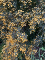Pultenaea