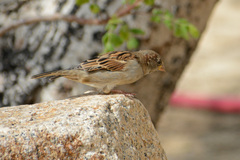 Passer domesticus