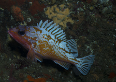 Sebastes rosaceus