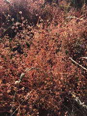 Cycloloma atriplicifolium