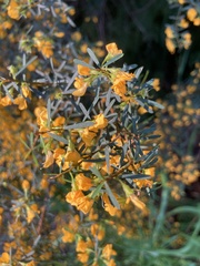 Pultenaea