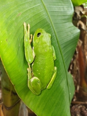Agalychnis dacnicolor