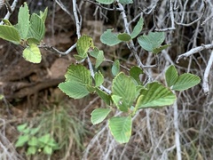 Cercocarpus betuloides