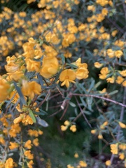 Pultenaea