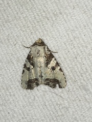 Condicini