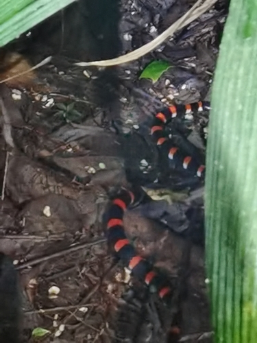 Black Halloween Snake