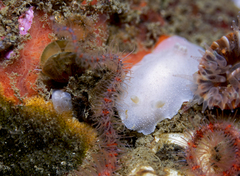 Aldisa albomarginata