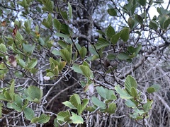 Cercocarpus betuloides
