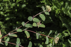 Euphorbia berteroana